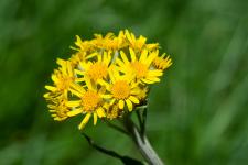 Photo Sneon spatul (Sneon  feuilles en spatule)