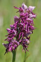 Photo Orchis singe x Homme-pendu (Orchis x bergonii) (Hybride)