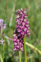 Photo Orchis singe x Homme-pendu (Orchis x bergonii) (Hybride)