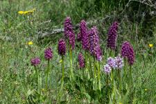Photo Orchis singe x Homme-pendu (Orchis x bergonii) (Hybride)