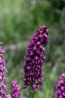 Photo Orchis singe x Homme-pendu (Orchis x bergonii) (Hybride)