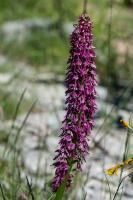 Photo Orchis singe x Homme-pendu (Orchis x bergonii) (Hybride)