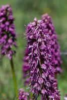 Photo Orchis singe x Homme-pendu (Orchis x bergonii) (Hybride)