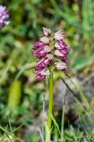 Photo Orchis singe x Homme-pendu (Orchis x bergonii) (Hybride)