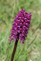 Photo Orchis pourpre x Orchis singe (Orchis x angusticruris) (Hybride)