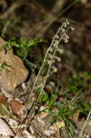 Photo pipactis  petites feuilles