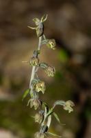 Photo pipactis  petites feuilles