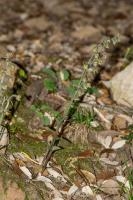 Photo pipactis  petites feuilles