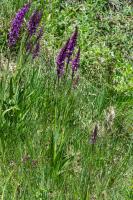 Photo Orchis lev (Orchis des Charentes)