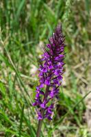 Photo Orchis lev (Orchis des Charentes)
