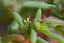 Photo Soude-bouc (Herbe au verre)
