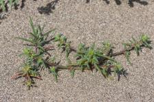 Photo Soude-bouc (Herbe au verre)