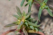 Photo Soude-bouc (Herbe au verre)