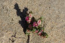 Photo Soude-bouc (Herbe au verre)