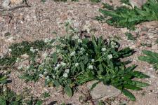 Photo Hliotrope dEurope (Hliotrope commun) (Herbe de saint Fiacre)