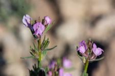 Photo Muflier des champs (Muflier rubicond) (Tte-de-mort)