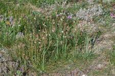 Photo Asphodle  petites feuilles