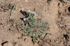 Photo Limonium lob (Saladelle lobe)