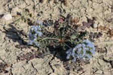 Photo Limonium lob (Saladelle lobe)