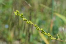 Photo Myagre perfoli (Myagrum  feuilles embrassantes)