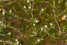 Photo Renoncule  feuilles capillaires (Renoncule divarique)