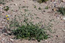 Photo Psorale  odeur de bitume (Trfle bitumineux) (Herbe au bitume)