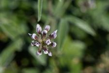 Photo Psorale  odeur de bitume (Trfle bitumineux) (Herbe au bitume)