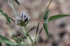 Psorale  odeur de bitume (Trfle bitumineux) (Herbe au bitume)