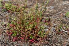 Photo Rumex de France