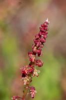 Photo Rumex de France