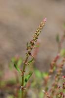 Photo Rumex de France