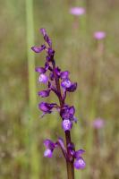 Photo Orchis peint
