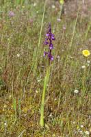 Photo Orchis peint