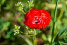 Photo Petit Coquelicot (Pavot douteux) (Coquelicot douteux)
