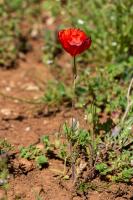 Photo Petit Coquelicot (Pavot douteux) (Coquelicot douteux)