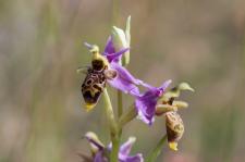 Photo Ophrys de lAveyron x Ophrys bcasse (Ophrys x bernardii) (Hybride)