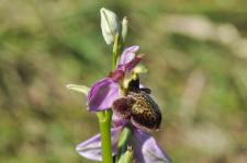 Photo Ophrys de lAveyron x Ophrys bcasse (Ophrys x bernardii) (Hybride)
