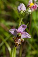 Photo Ophrys de lAveyron x Ophrys bcasse (Ophrys x bernardii) (Hybride)