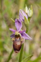 Photo Ophrys de lAveyron x Ophrys bcasse (Ophrys x bernardii) (Hybride)