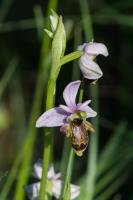 Photo Ophrys de lAveyron x Ophrys bcasse (Ophrys x bernardii) (Hybride)