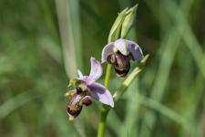 Photo Ophrys de lAveyron x Ophrys bcasse (Ophrys x bernardii) (Hybride)