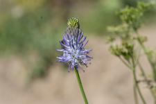 Photo Raiponce  feuilles de btoine