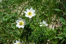 Anemone alpina subsp. alpina (Pulsatilla alpina subsp. alpina)