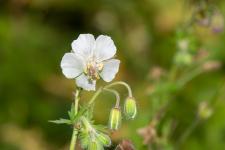 Photo Granium sombre (Granium brun)