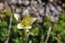 Photo Saxifrage dAuvergne (Saxifrage fausse mousse) (Saxifrage faux bryum)