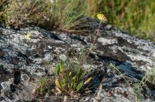 Photo Anthyllide vulgaire (Anthyllide des Carpates)