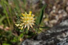 Photo Anthyllide vulgaire (Anthyllide des Carpates)