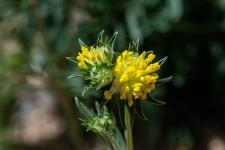 Photo Anthyllide vulgaire (Anthyllide des Carpates)