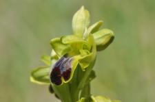 Photo Ophrys funbre (Ophrys sillonn)