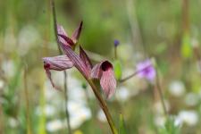 Photo Srapias langue (Srapias  languette)